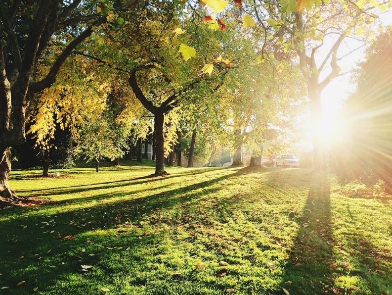 Sunrise and greenery